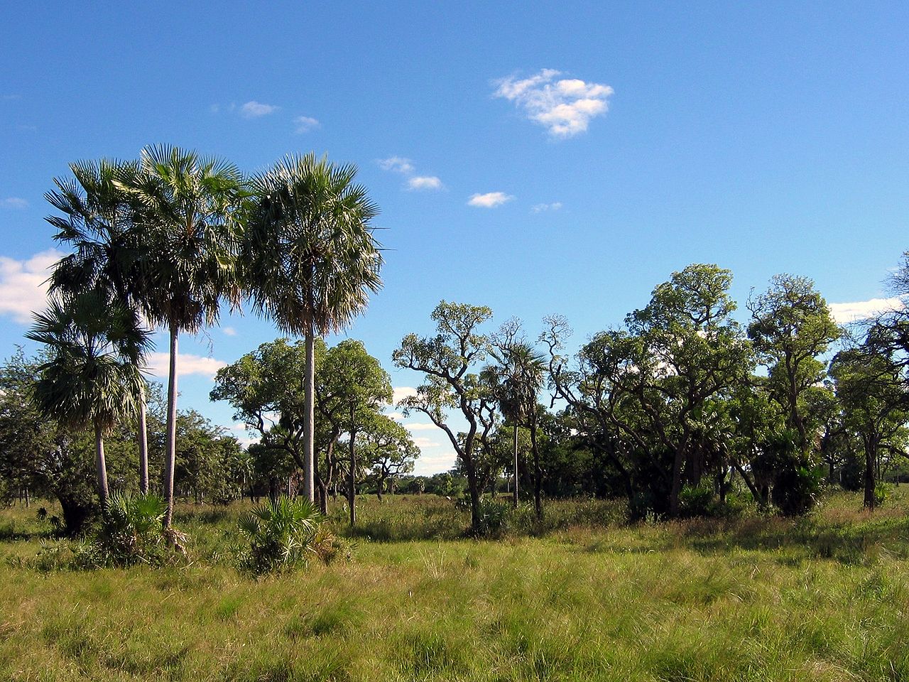 Humid Chaco One Earth